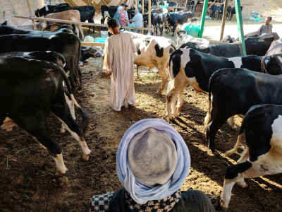 Eid al-Adha Livestock Market with Cattle Traders in Sayeda Zeinab Cairo
