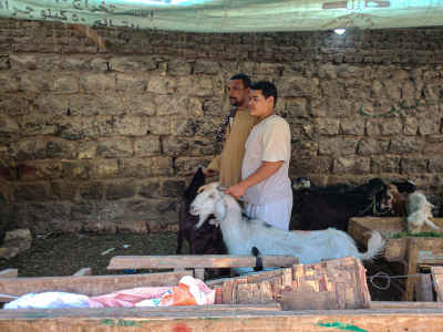 Herders and Goats at the Eid Market