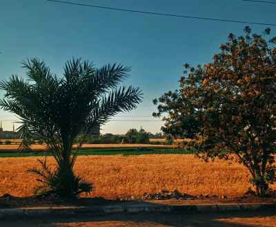 Wheat Fields and Palm Trees, Esna Countryside Luxor
