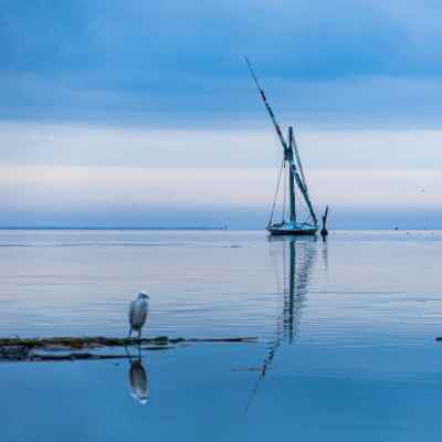 Egret and Felucca at Burullus Lake, Kafr El Sheikh