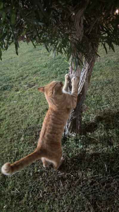 Orange Tabby Cat Scratching Tree, Sheikh Zayed Giza