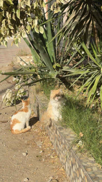 Stray Cats Resting by Street Garden, Sheikh Zayed