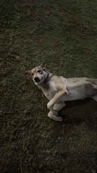 Baladi Dog Resting on Grass, Nile University Giza