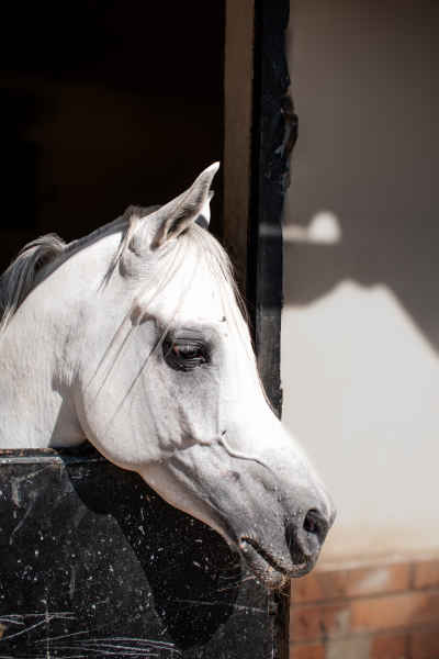 White Arabian Horse Peering From Stable Door