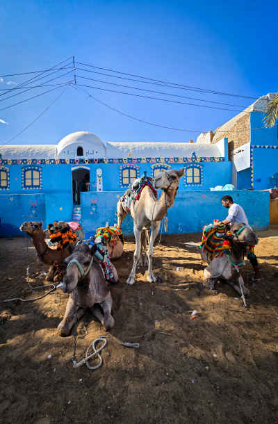 Decorated Camels in Nubian Village, Aswan Egypt