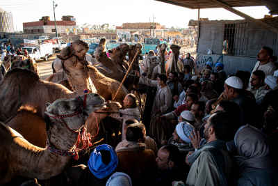 Camel Auction Crowd at Birqash Market, Cairo