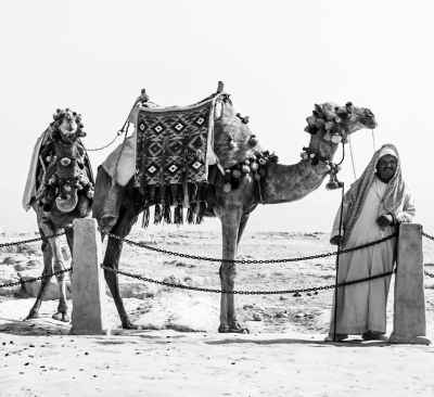 Camel Handler with Decorated Camel, Giza Pyramids