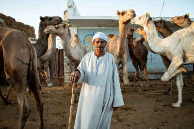 Egyptian Camel Trader at Traditional Desert Market