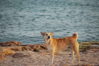 Stray Dog on Rocky Alexandria Shoreline, El-Maks