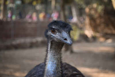 Ostrich Close-Up Portrait, Giza Zoo Egypt