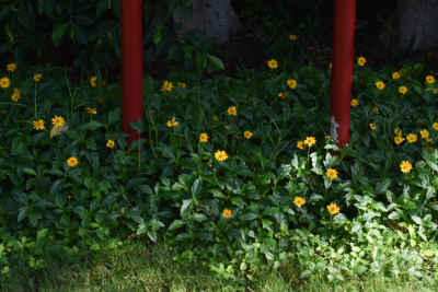 Yellow Wildflowers and Red Pillars, Cairo Garden