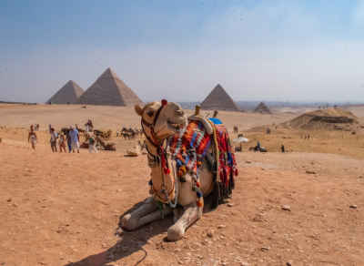Camel Resting at Giza Pyramids, Egypt