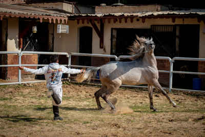 Horse Trainer Taming Rearing Arabian Horse in Arena