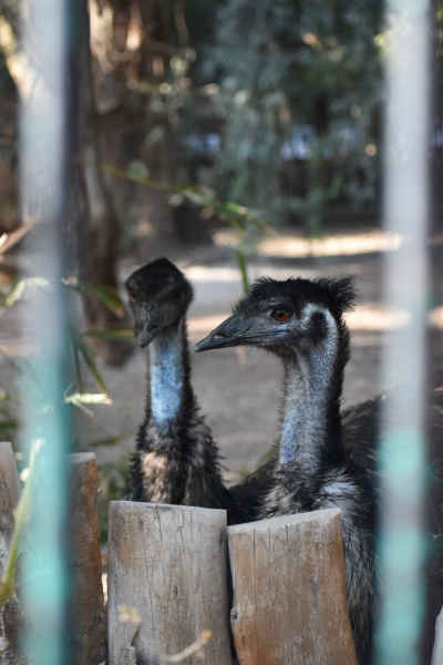 Emus in Enclosure, Giza Zoo, Cairo