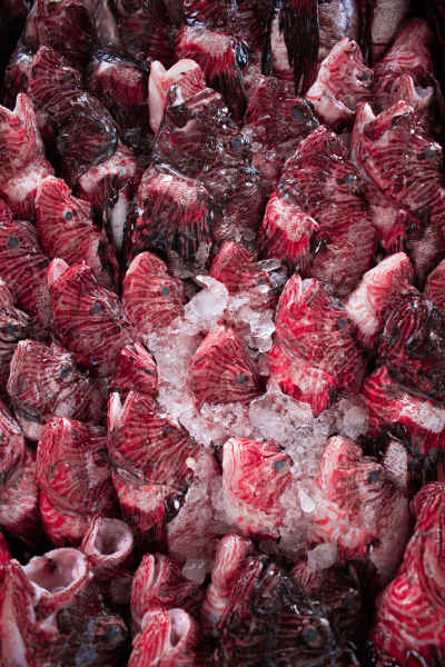Fresh Fish Heads on Ice at Egyptian Market