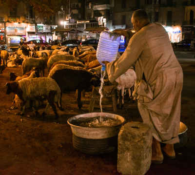 Feeding Sheep and Goats During Eid al-Adha Preparations in Cairo