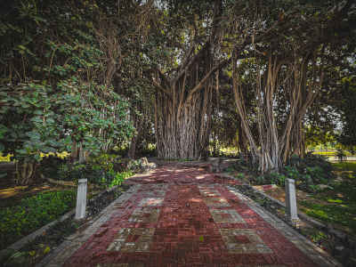 Banyan Tree Pathway, Qubba Palace Gardens Cairo