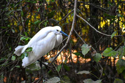 White Egret Perched on Branch, Giza Zoo