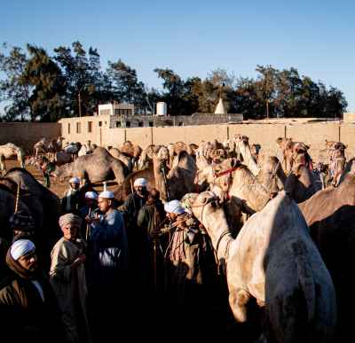 Camel Traders at Daraw Souq el-Gamal, Aswan