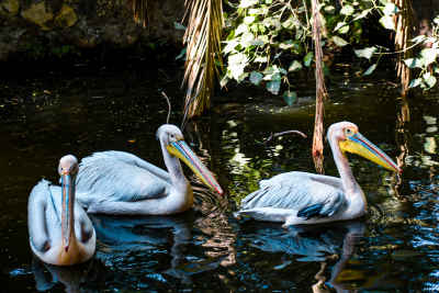 Pelicans Swimming in Giza Zoo Lake