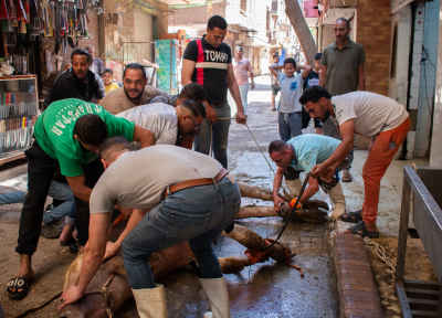 Traditional Eid al-Adha Cattle Preparation in Old Cairo Alleyways