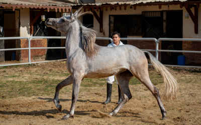 Elegant Arabian Horse Trotting in Egyptian Stable