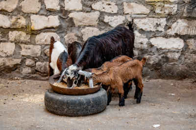 Goats Feeding from Tire Trough, Kom El Dekka Alexandria