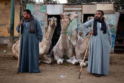 Egyptian Camel Traders at Traditional Desert Market