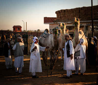 Camel Traders in Galabiya at Barqash Livestock Market