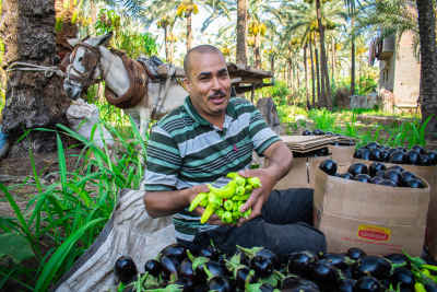 Egyptian Farmer Harvesting Fresh Eggplant and Peppers