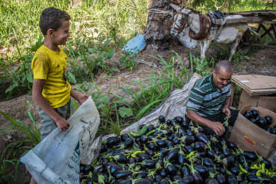 Father and Son Sorting Eggplant Harvest, Rashid Farmland