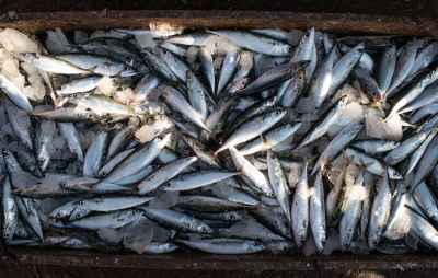 Fresh Sardines on Ice, Rashid Fish Market Egypt