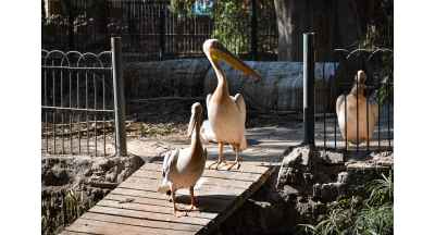 Pelicans at Giza Zoo Swan Lake