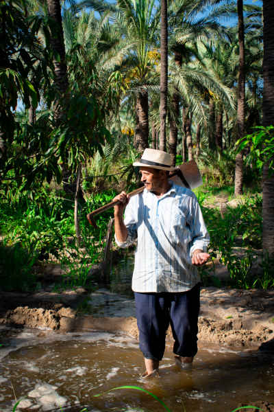 Egyptian Farmer Wading Through Palm Grove Irrigation Canal