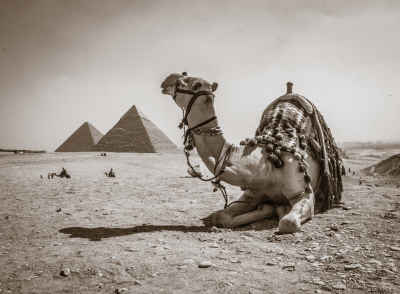 Camel Resting Before Giza Pyramids, Egypt