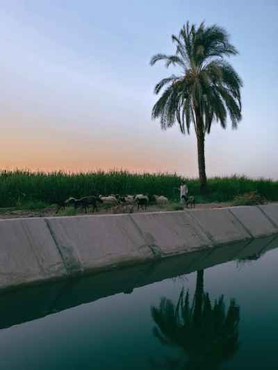 Shepherd and Flock at Irrigation Canal, Qena Countryside