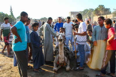 Moulid Al-Nabi Celebration with Camel, Luxor Egypt