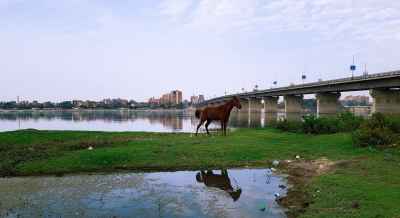 Horse on Nile Riverbank with Bridge, Qena Egypt