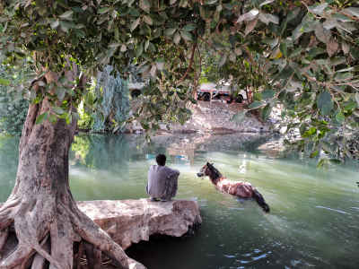 Man Watching Horse Swimming in Nile River, Qena