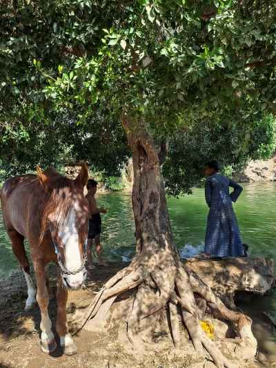 Horse and People Resting by Nile Riverbank, Qena