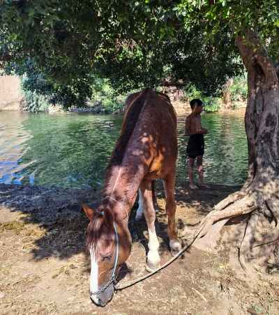 Horse Grazing by Riverbank, Qena Upper Egypt