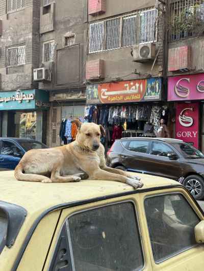 Street Dog Resting on Yellow Car, Cairo