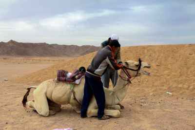 Man Tending Saddled Camel in Egyptian Desert