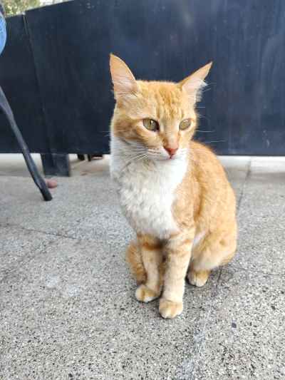 Cat 4