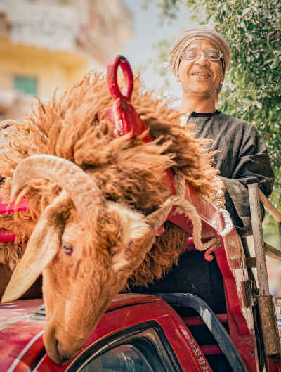 Smiling Shepherd Beside His Sheep Before Eid al-Adha