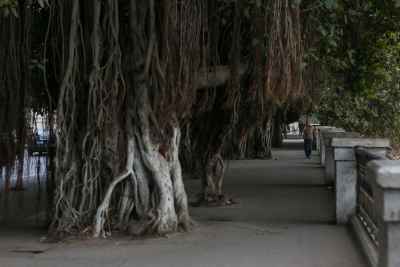 Banyan Trees Walkway Kornish el Nil Cairo
