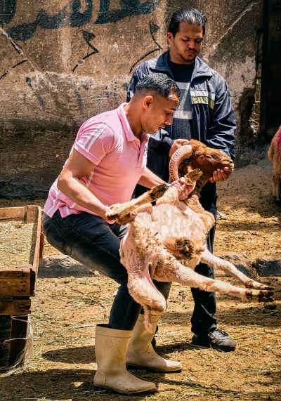 Butcher Carrying a Sheep Before Eid al-Adha Sacrifice