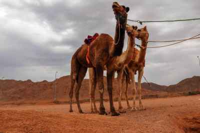 Camels in the Desert – South Sinai, Egypt – Travel Photography 1