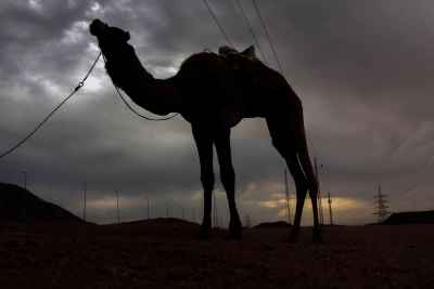 Camels in the Desert – South Sinai, Egypt – Travel Photography 2