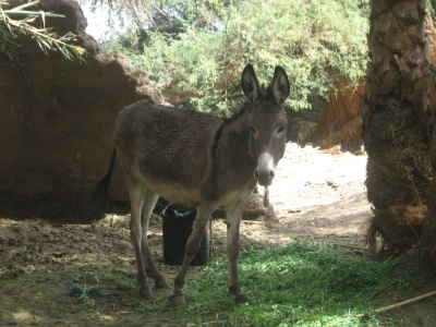 Baladi Donkey Standing in Shaded Rural Area, Egypt